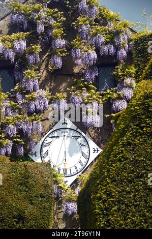 Die Wisteria bedeckten Wände um die Sonnenuhr in Levens Hall & Gardens, Kendal, Lake District National Park, Cumbria, England, Großbritannien. Stockfoto