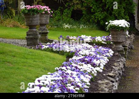 Blumenbeet mit weißem „Bellis Perennis“ (Daisies) und lila Stiefmütterchen in Levens Hall & Gardens, Kendal, Lake District National Park. Cumbria, Großbritannien. Stockfoto