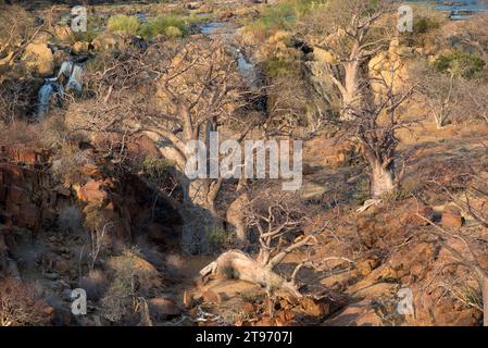 Baobab (Adansonia digitata). Dieses Foto wurde im Norden Namibias am Ufer des Kunene River, an den Epupa Falls aufgenommen. Stockfoto