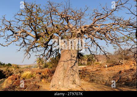 Baobab (Adansonia digitata). Dieses Foto wurde im Norden Namibias am Ufer des Kunene River, an den Epupa Falls aufgenommen. Stockfoto