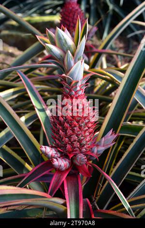 Rote Ananas (Ananas bracteatus) ist eine Zierpflanze. Dieses Foto wurde in Brasilien aufgenommen. Stockfoto