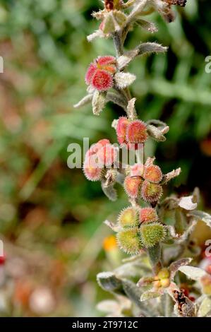 Cynoglossum oder Pardoglossum cheirifolium ist eine biennale Pflanze der Boraginaceae. Dieses Foto wurde in Cabo San Antonio, Macizo del Montgó Natural P aufgenommen Stockfoto