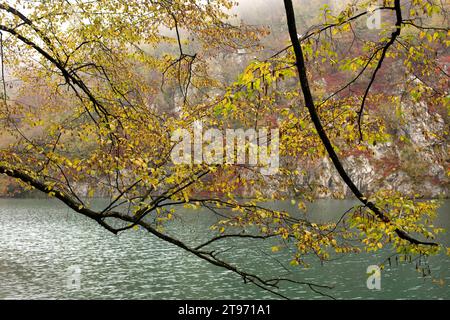 Die Europäische Hopfenbuche (Ostrya carpinifolia) ist ein Laubbaum. Dieses Foto wurde im Nationalpark Plitvice in Kroatien aufgenommen. Stockfoto