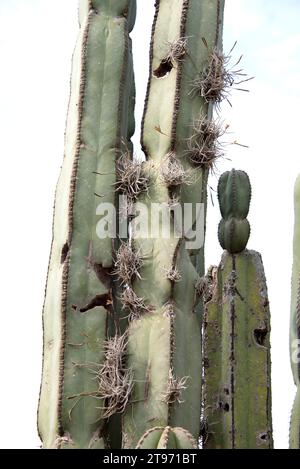 Gallinita oder heno de bola (Tillandsia recurvata) wächst auf einem mexikanischen Fencepost Kaktus (Pachycereus marginatus). Dieses Foto wurde in Teotihuacan aufgenommen, Stockfoto