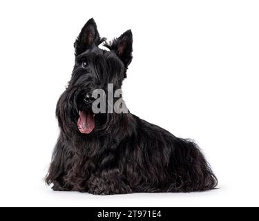 Niedlicher erwachsener schwarzer Scottish Terrier Hund, der seitlich liegend ist. Die Ohren stehen auf, die Zunge ist ausgezogen und die Kamera ist in die Nähe. Ein Auge sichtbar, ein Auge versteckt Stockfoto