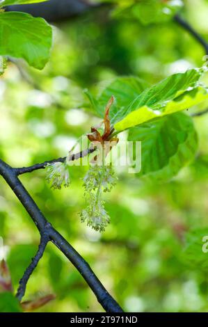 Die Europäische Buche (Fagus sylvatica) ist ein Laubbaum, der in Mitteleuropa und in den Bergen Südeuropas beheimatet ist. Männliche Blumen (Katzetten). Dieses Foto Stockfoto