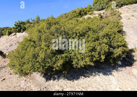 Kermes-Eiche (Quercus coccifera) ist ein immergrüner Sträucher, der im Mittelmeerbecken beheimatet ist. Dieses Foto wurde in La Noguera, Provinz Lleida, Katalonien, Spa aufgenommen Stockfoto