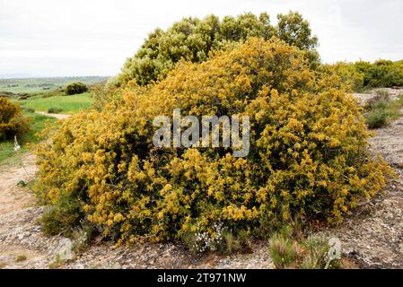 Kermes Eiche (Quercus coccifera) ist ein immergrüner Strauch, der im Mittelmeerraum beheimatet ist. Dieses Foto wurde in der Provinz Huesca, Aragon, Spanien aufgenommen. Stockfoto