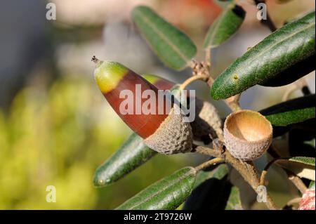 Immergrüne Eiche, stechpalmeneiche oder Steineiche (Quercus ilex ilex) ist ein immergrüner Baum, der im nördlichen Mittelmeerbecken von Nord- und Ostspanien bis Greec beheimatet ist Stockfoto