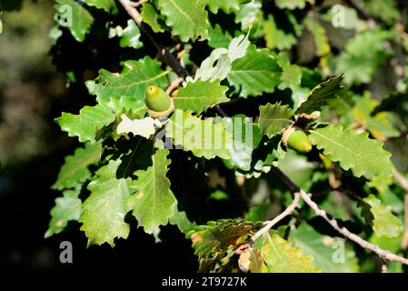 Flaumeneiche (Quercus pubescens oder Quercus humilis) ist ein Laubbaum, der in Südeuropa und Südwestasien von den Pyrenäen bis Tu beheimatet ist Stockfoto