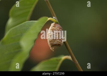 Vor kurzem legte man Mantisen Otheca auf den Baumzweig Stockfoto