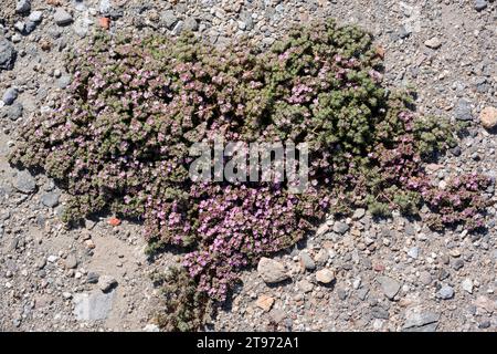 Die Seeheide (Frankenia laevis) ist ein in den Küsten Europas und in den salzhaltigen Böden des Inneren und Nordafrikas heimischer Sträucher. Dieses Foto wurde in C aufgenommen Stockfoto