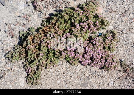 Die Seeheide (Frankenia laevis) ist ein in den Küsten Europas und in den salzhaltigen Böden des Inneren und Nordafrikas heimischer Sträucher. Dieses Foto wurde in C aufgenommen Stockfoto