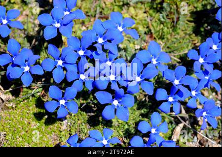 Kurzblättriger Enzian (Gentiana brachyphylla oder Gentiana verna brachyphylla) ist ein Kraut, das in den Alpen und Pyrenäen beheimatet ist. Dieses Foto wurde in den Schweizer Alpen aufgenommen. Stockfoto