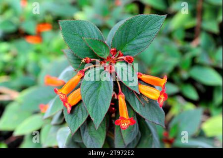 Rote Trompete (Kohleria eriantha) ist ein einjähriges oder mehrjähriges Kraut, das im tropischen Amerika beheimatet ist. Stockfoto