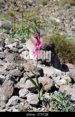 Gladiolus illyricus (Gladiolus illyricus) ist eine ausdauernde Pflanze aus dem Mittelmeerbecken. Dieses Foto wurde im Naturpark Cabo de Gata, Almeria PR Stockfoto