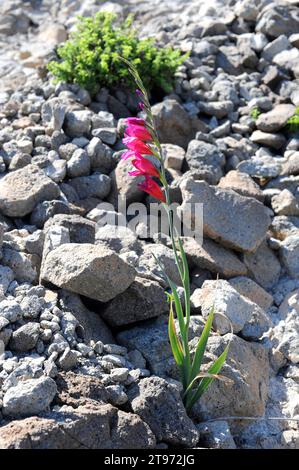 Gladiolus illyricus (Gladiolus illyricus) ist eine ausdauernde Pflanze aus dem Mittelmeerbecken. Dieses Foto wurde im Naturpark Cabo de Gata, Almeria PR Stockfoto