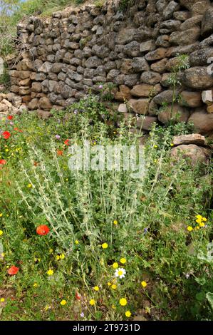 Marrubium vulgare ist ein mehrjähriges Kraut, das in Europa, Nordafrika und Asien beheimatet ist. Dieses Foto wurde in Arribes del Duero Natural Par aufgenommen Stockfoto