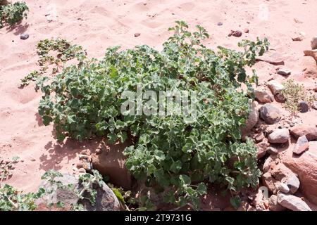 Der Weisse Pferdehund (Marrubium vulgare) ist eine mehrjährige Pflanze, die in Europa, Nordafrika und Asien beheimatet ist. Dieses Foto wurde in Petra, Jordanien, aufgenommen. Stockfoto