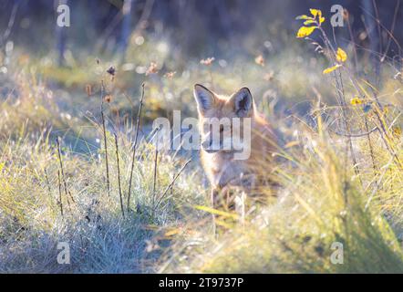 Ein junger Rotfuchs, der im Herbst durch eine grasbewachsene Wiese läuft. Stockfoto
