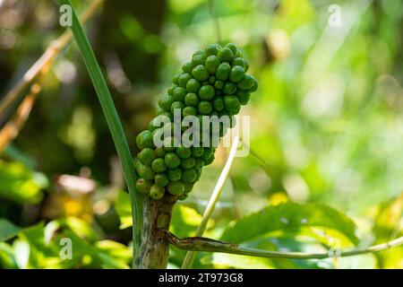 Die unreifen Früchte eines Drachenarums (Dracunculus vulgaris) Stockfoto