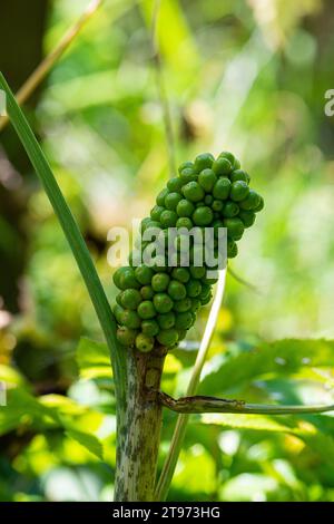 Die unreifen Früchte eines Drachenarums (Dracunculus vulgaris) Stockfoto