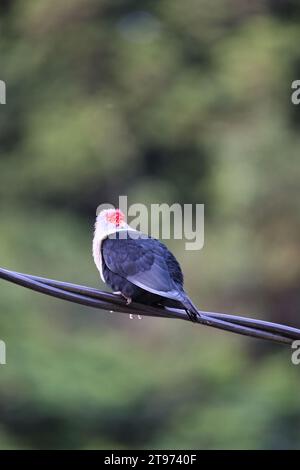 Seychellen blaue Taube auf elektrischem Kabel, unscharfer Hintergrund, Mahe, Seychellen Stockfoto