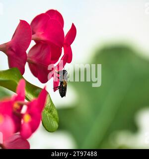 Wespen sammeln Nektar auf der roten Euphorbia milii (Dornenkrone), Mahe, Seychellen Stockfoto