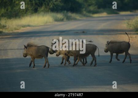 Eine Herde von Wildschweinen aller Altersstufen, die nach Sonnenuntergang im Wald wurzelten Stockfoto