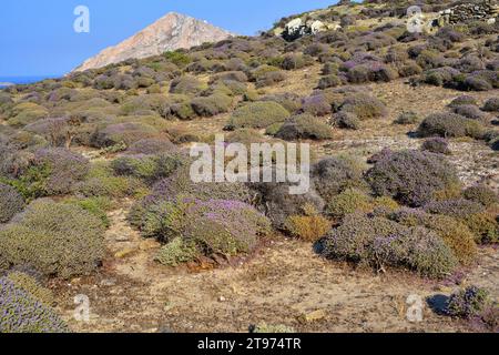 Der spanische Oregano (Thymus capitatus, Thymbra capitata oder Coridothymus capitatus) ist ein medizinischer und kompakter Sträucher, der in Küstenregionen des Medit beheimatet ist Stockfoto