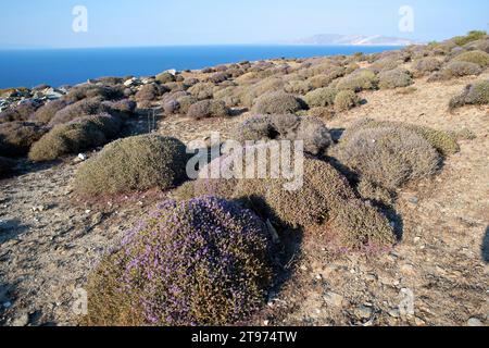 Der spanische Oregano (Thymus capitatus, Thymbra capitata oder Coridothymus capitatus) ist ein medizinischer und kompakter Sträucher, der in Küstenregionen des Medit beheimatet ist Stockfoto