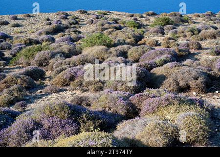 Der spanische Oregano (Thymus capitatus, Thymbra capitata oder Coridothymus capitatus) ist ein medizinischer und kompakter Sträucher, der in Küstenregionen des Medit beheimatet ist Stockfoto