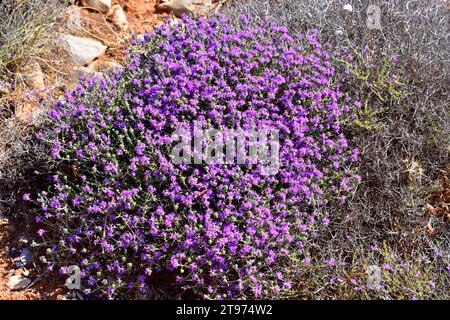 Der spanische Oregano (Thymus capitatus, Thymbra capitata oder Coridothymus capitatus) ist ein medizinischer und kompakter Sträucher, der in Küstenregionen des Medit beheimatet ist Stockfoto