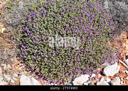 Der spanische Oregano (Thymus capitatus, Thymbra capitata oder Coridothymus capitatus) ist ein medizinischer und kompakter Sträucher, der in Küstenregionen des Medit beheimatet ist Stockfoto