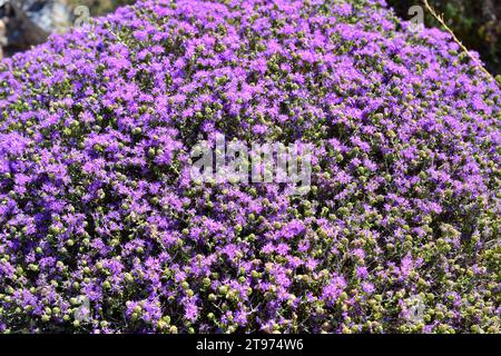 Der spanische Oregano (Thymus capitatus, Thymbra capitata oder Coridothymus capitatus) ist ein medizinischer und kompakter Sträucher, der in Küstenregionen des Medit beheimatet ist Stockfoto