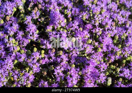 Der spanische Oregano (Thymus capitatus, Thymbra capitata oder Coridothymus capitatus) ist ein medizinischer und kompakter Sträucher, der in Küstenregionen des Medit beheimatet ist Stockfoto