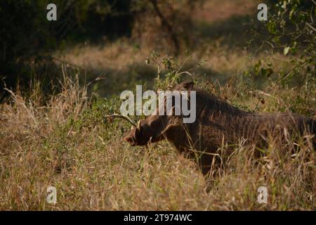 Einzelnes Wildschwein im Busch im Kruger-Nationalpark, Südafrika. Stockfoto
