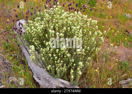 Tomillo blanco (Thymus mastichina) ist ein aromatischer Unterstrauch, der auf der iberischen Halbinsel endemisch ist. Dieses Foto wurde im Naturpark Arribes del Duero in Zamor aufgenommen Stockfoto