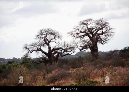 Zwei große Baobab-Bäume in der Wüste Landschaft von Mapungubwe National Park, Südafrika, Afrika Stockfoto