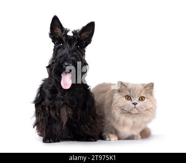 Scottish Terrier und British Langhaar Katze und Hund sitzen und liegen nebeneinander. Blick auf die Kamera. Isoliert auf weißem Hintergrund. Stockfoto