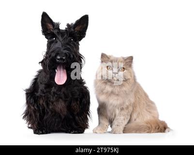 Scottish Terrier und British Langhaar Katze und Hund sitzen nebeneinander. Blick auf die Kamera. Isoliert auf weißem Hintergrund. Stockfoto