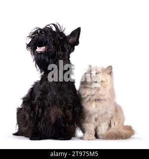 Scottish Terrier und British Langhaar Katze und Hund sitzen nebeneinander. Blick nach oben, über und weg von der Kamera. Isoliert auf weißem Hintergrund. Stockfoto