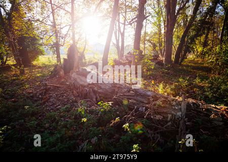 Schöner sonniger Herbstwald mit großem Baumstamm Stockfoto