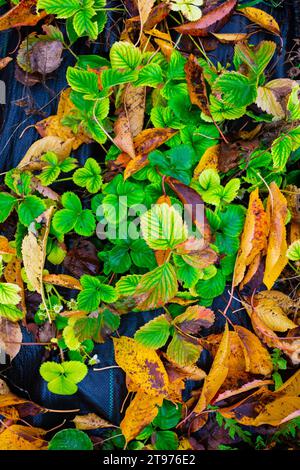 Erdbeerpflanze mit Herbstbaumblättern bedeckt Stockfoto