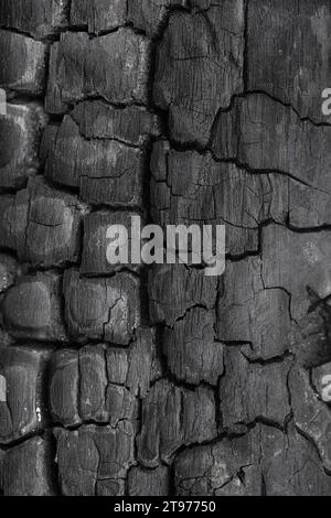 Schwarz verkohlte Holz Textur detaillierte Nahaufnahme Bild Stockfoto