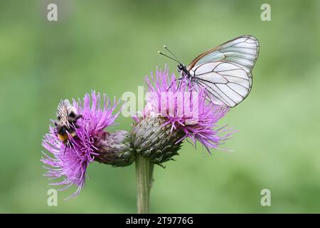 Aporia crataegi, bekannt als Black Ader White, und Hummel, die an kriechender Histle, Cirsium arvense, fressen Stockfoto