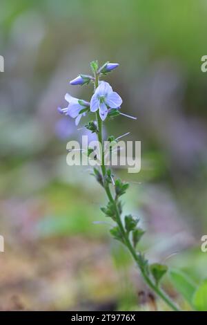 Heath Speedwell, Veronica officinalis, auch bekannt als gemeiner Gypsyweed oder gemeiner speedwell, wilde Heilpflanze aus Finnland Stockfoto