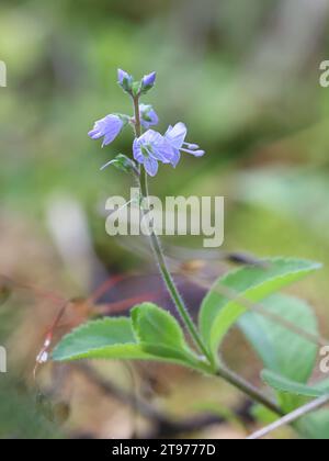 Heath Speedwell, Veronica officinalis, auch bekannt als gemeiner Gypsyweed oder gemeiner speedwell, wilde Heilpflanze aus Finnland Stockfoto