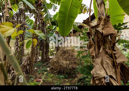 Alte Bauernhäuser in Ban Gioc in Vietnam Stockfoto