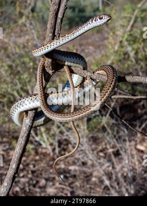 Eine Nahaufnahme einer Cape Sand Snake, die sich um einen Baumzweig gewickelt hat, auf einem größeren Ast Stockfoto